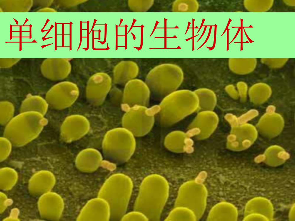 54单细胞的生物体