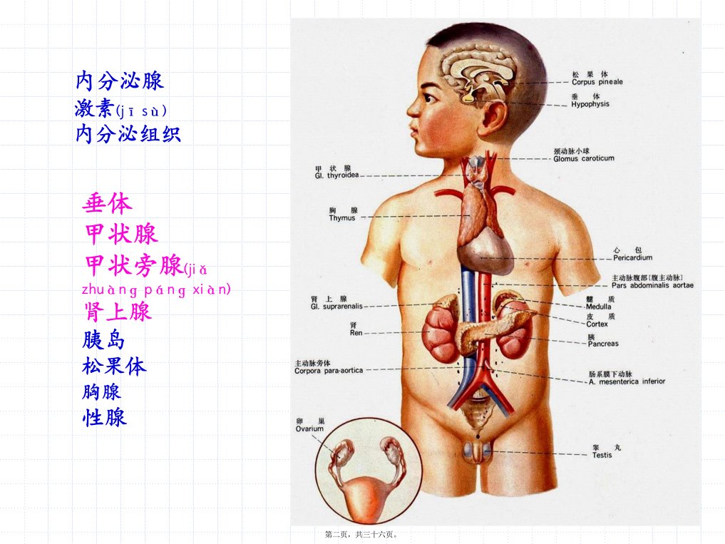 医学专题第二十四章内分泌系统