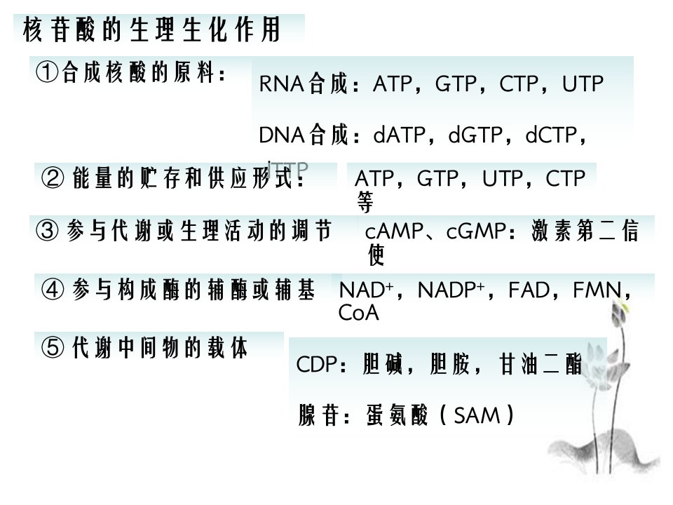 核酸的降解和核苷酸代谢学案