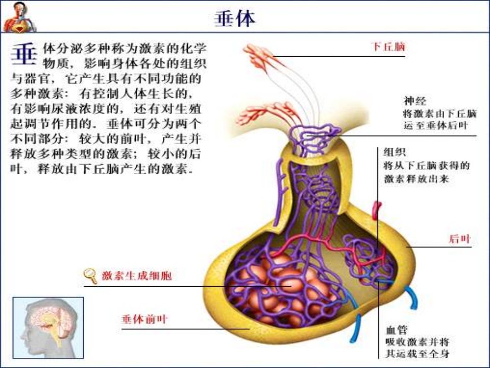 垂体前叶功能减退症ppt课件