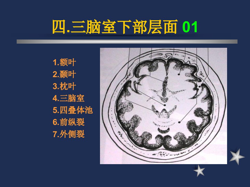 脑室下部层面解剖要点