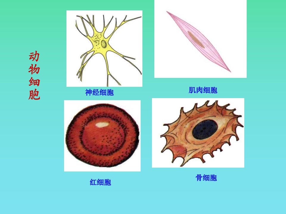 人和动物细胞的结构和功能知识分享