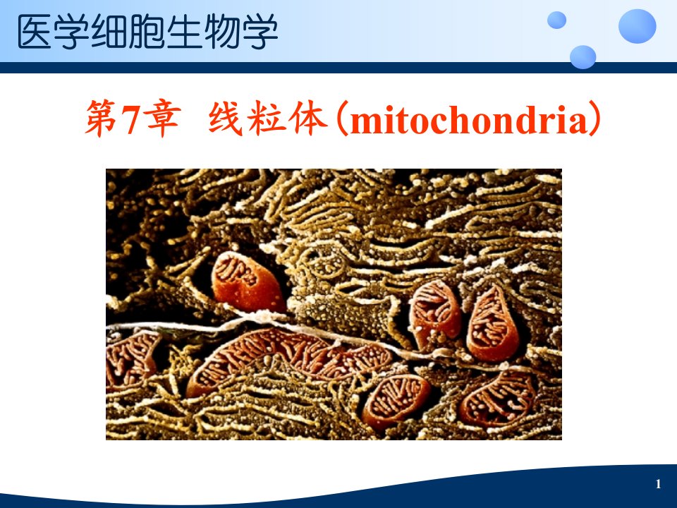 医学细胞生物学-第7章-线粒体