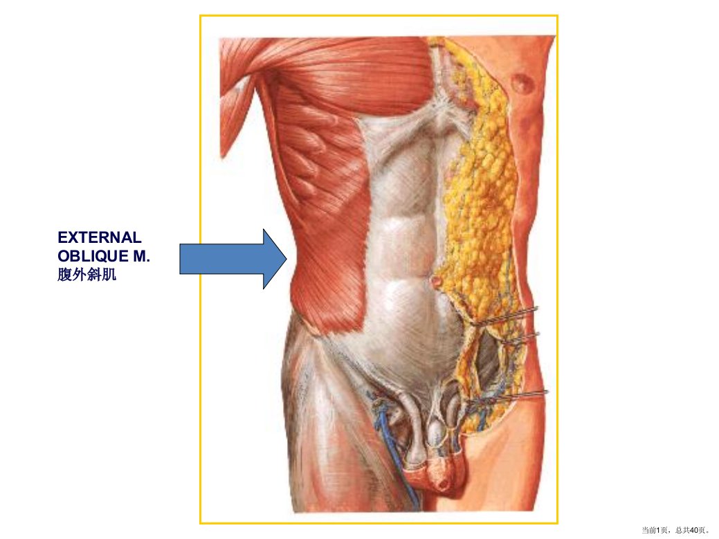 疝腹股沟疝解剖图谱