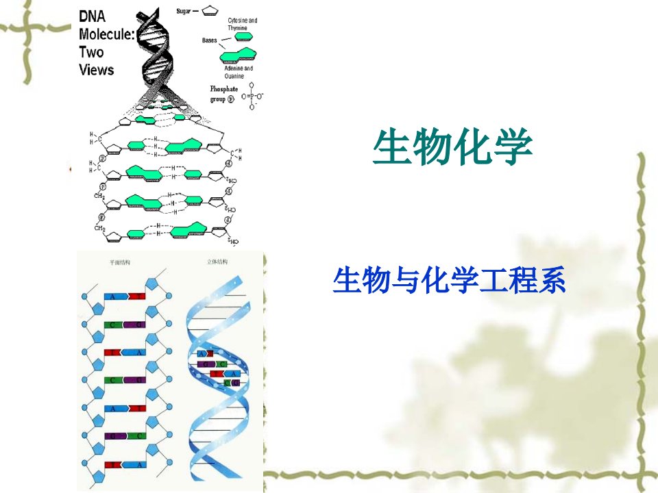 生物化学说课