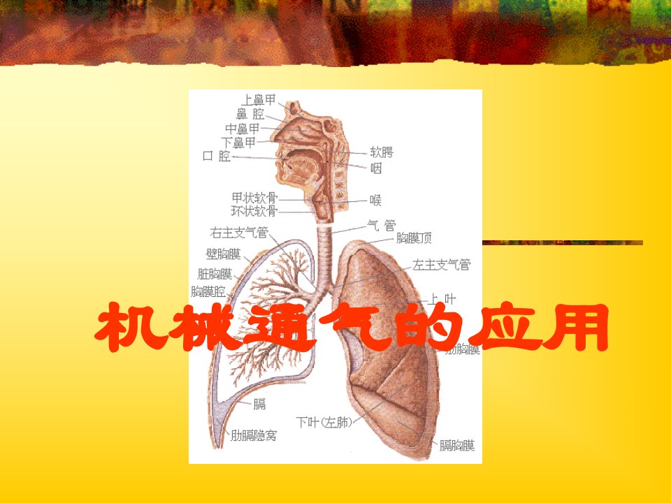 机械通气的应用PPT课件