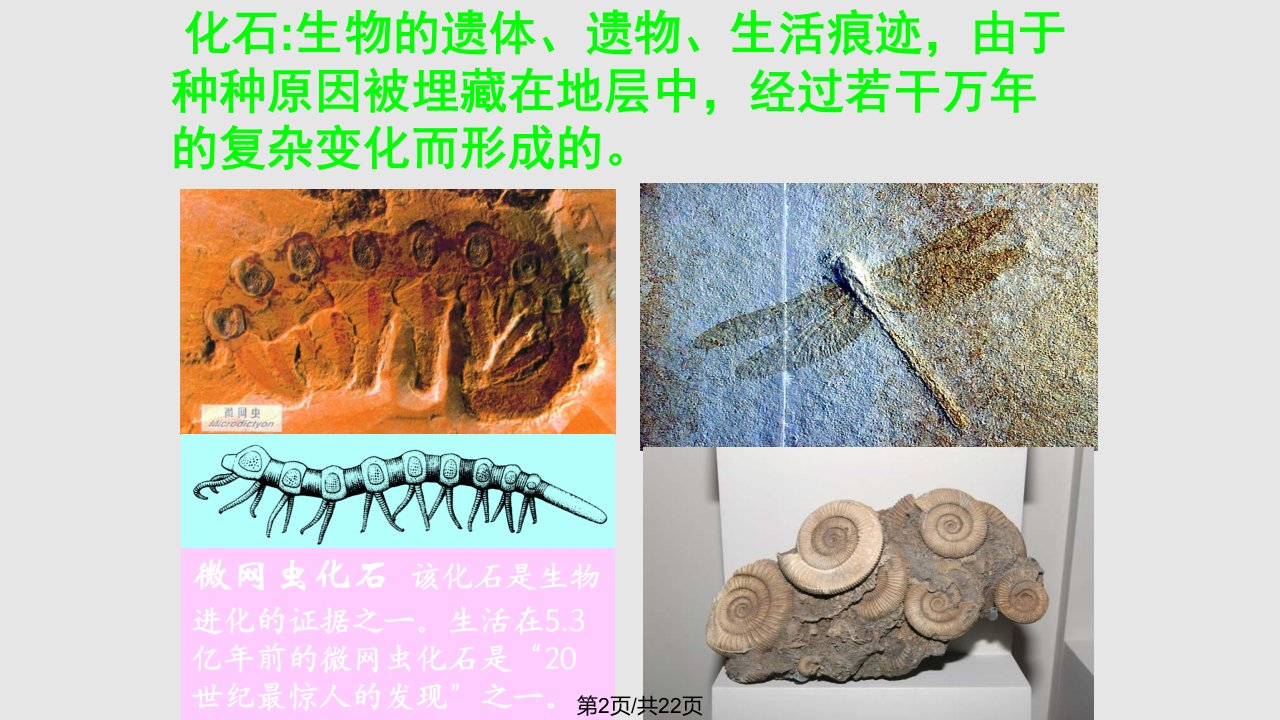 生物进化历程