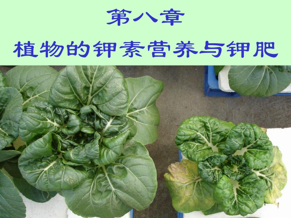 植物的钾素营养与钾肥-课件PPT（精）