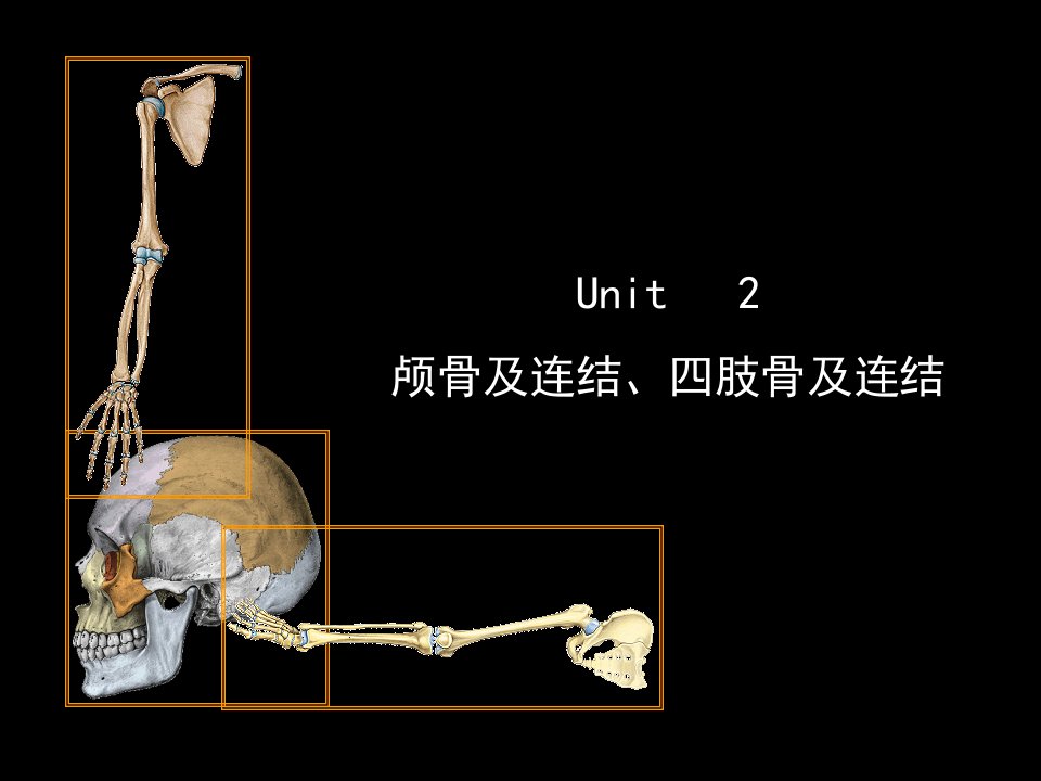 颅骨及连结、四肢骨及连结