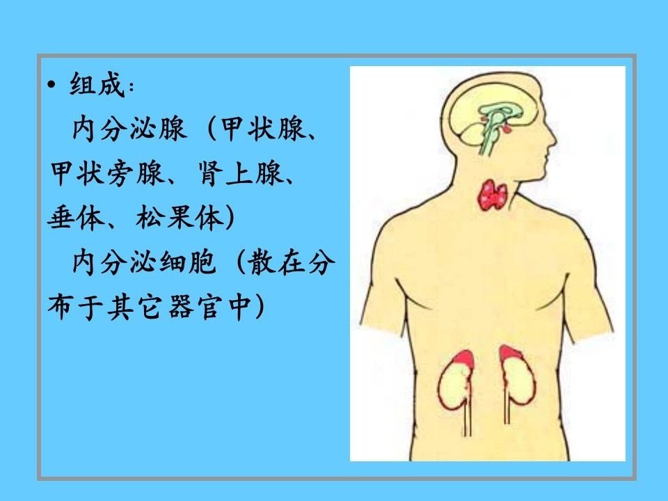 内分泌系统