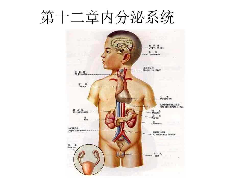 《北卫内分泌系统》PPT课件