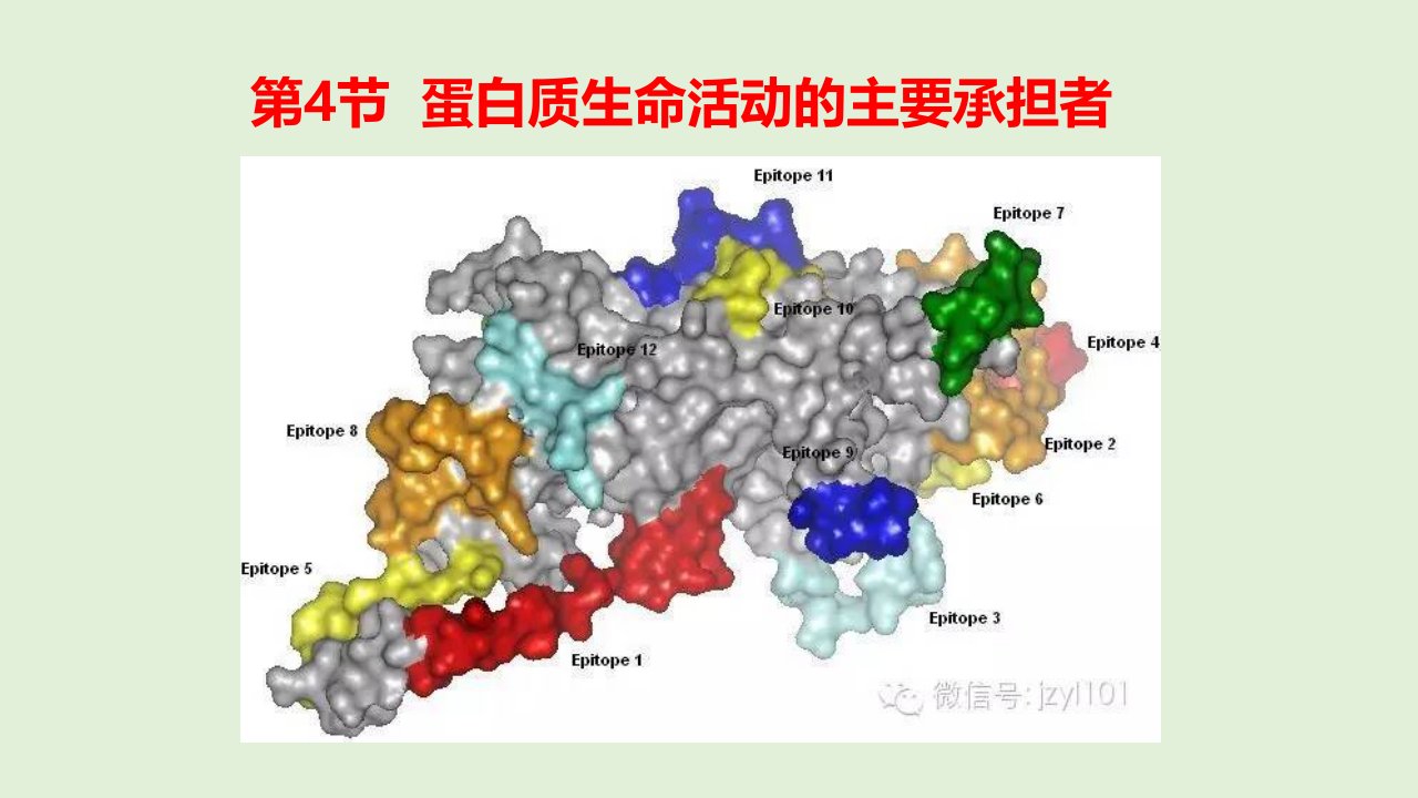 高一生物必修一第二章第4节--蛋白质生命活动的主要承担者课件