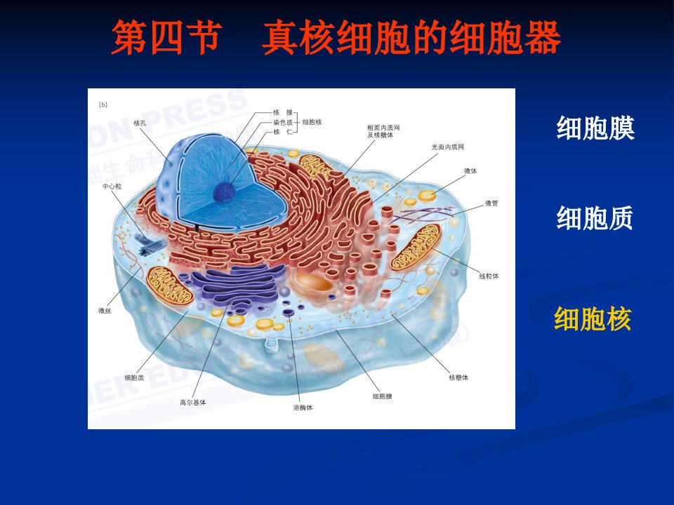 真核细胞的细胞器细胞核