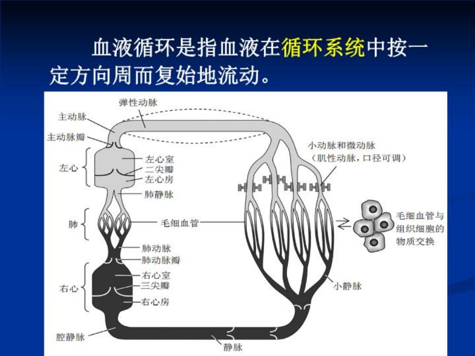 动物生理学血液循环PPT课件