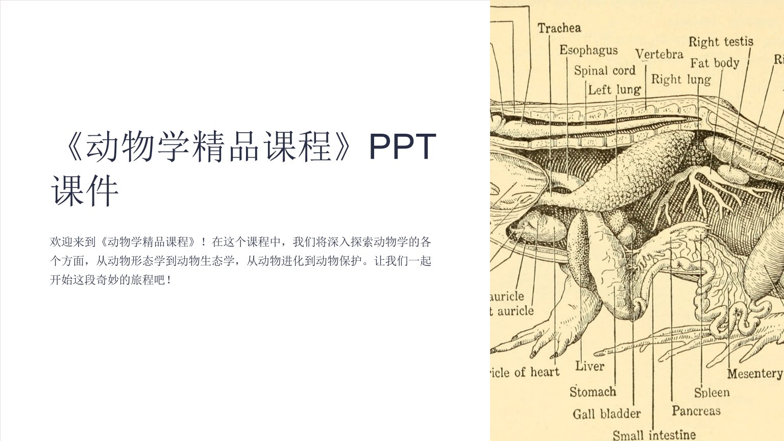 《动物学课程》课件