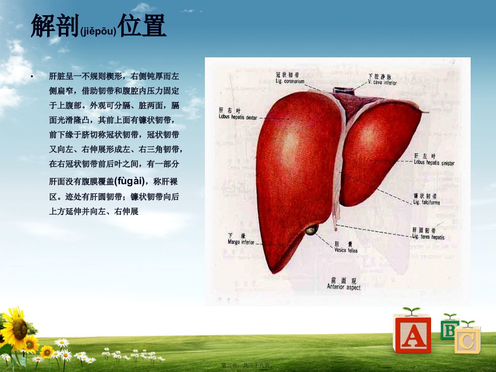 医学专题右肝癌根治术