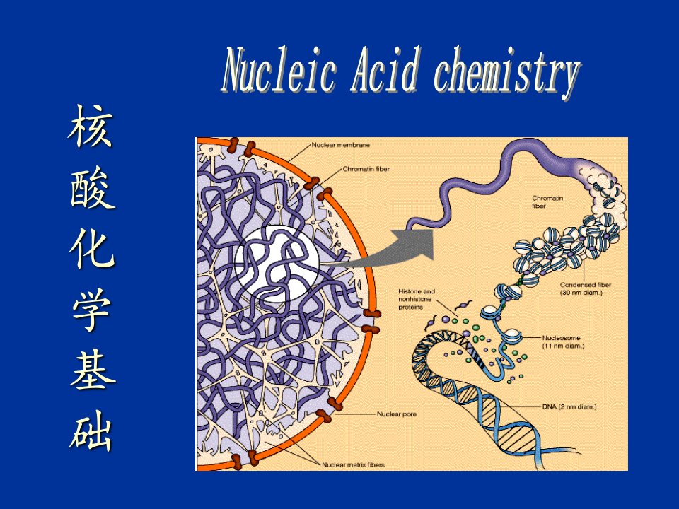 核酸化学基础课件