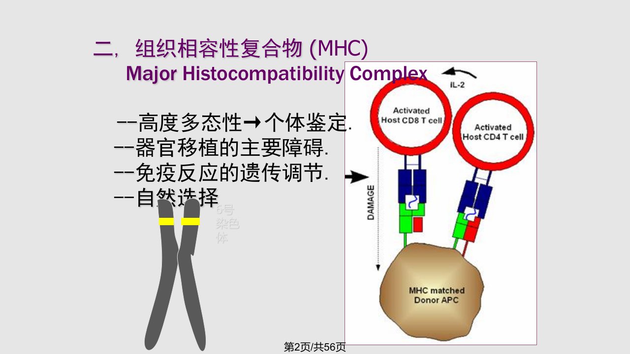 病理学免疫性疾病