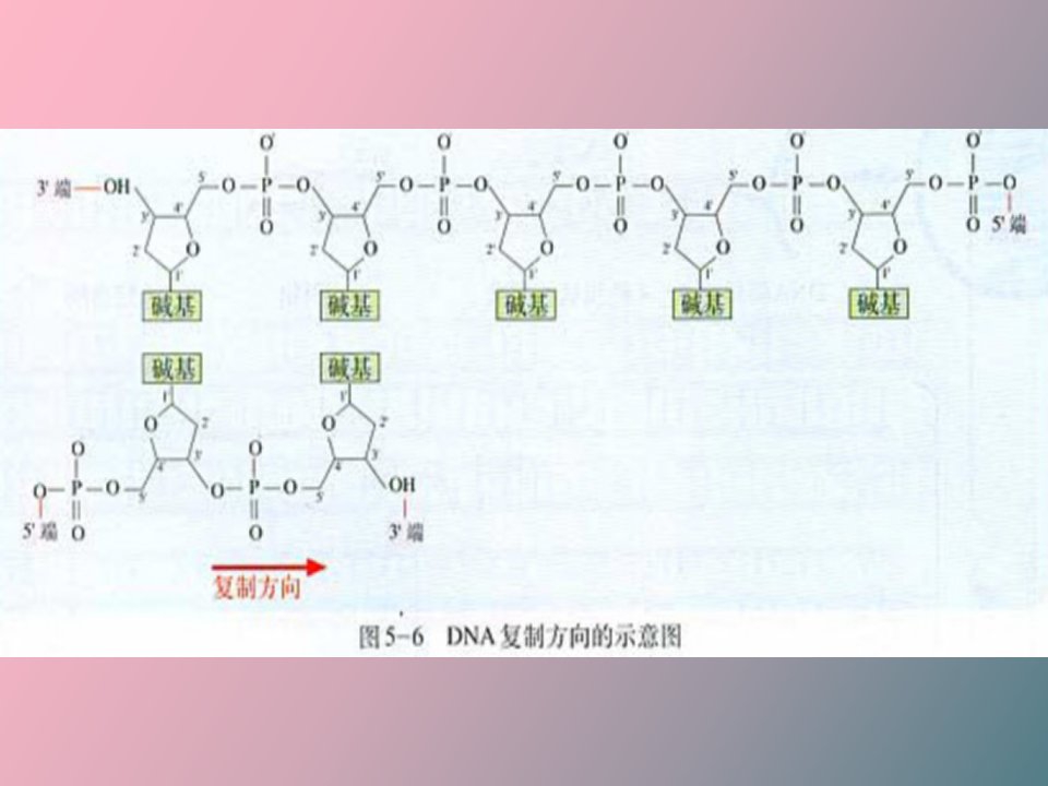 基因的表达和结构