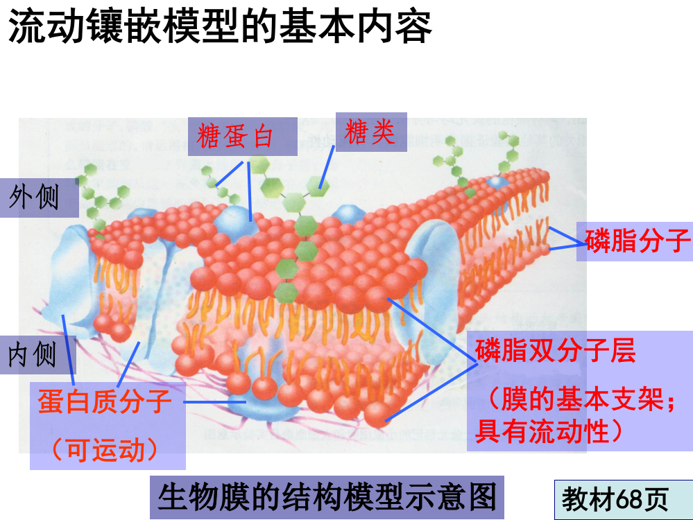 必修143物质跨膜运输的方式