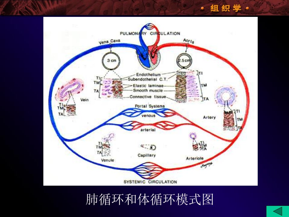 08WL循环系统课件