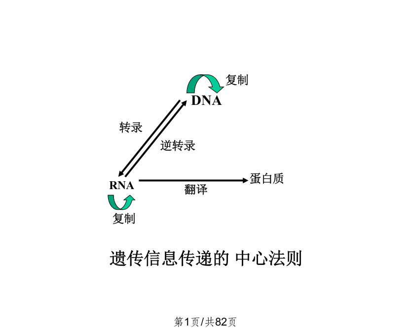 RNA生物合成和加工08