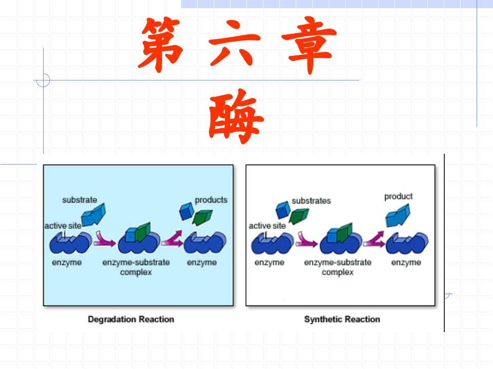 酶的基本性质及其作用