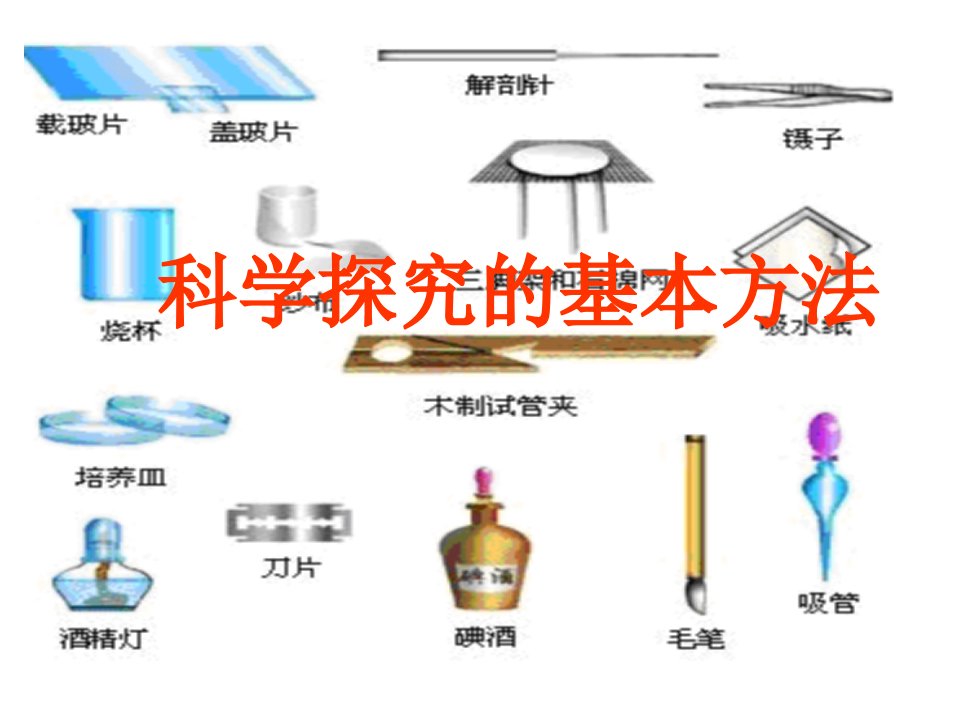 七年级生物学探究的基本方法1