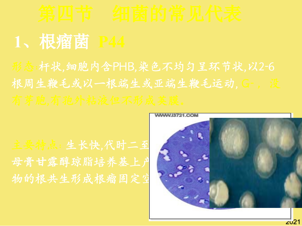 第二章-原核微生物优秀文档