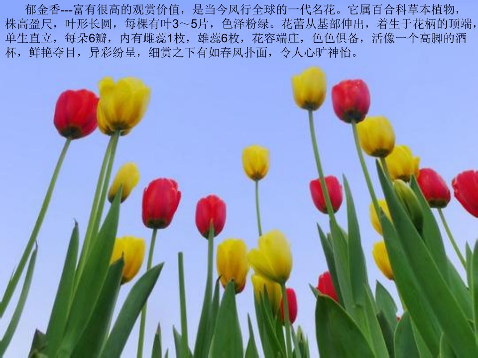 习作花的联想课件