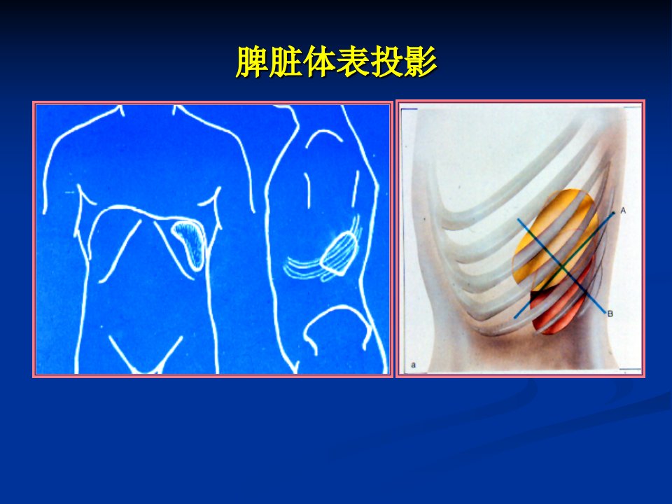 北京市社区技能培训脾脏