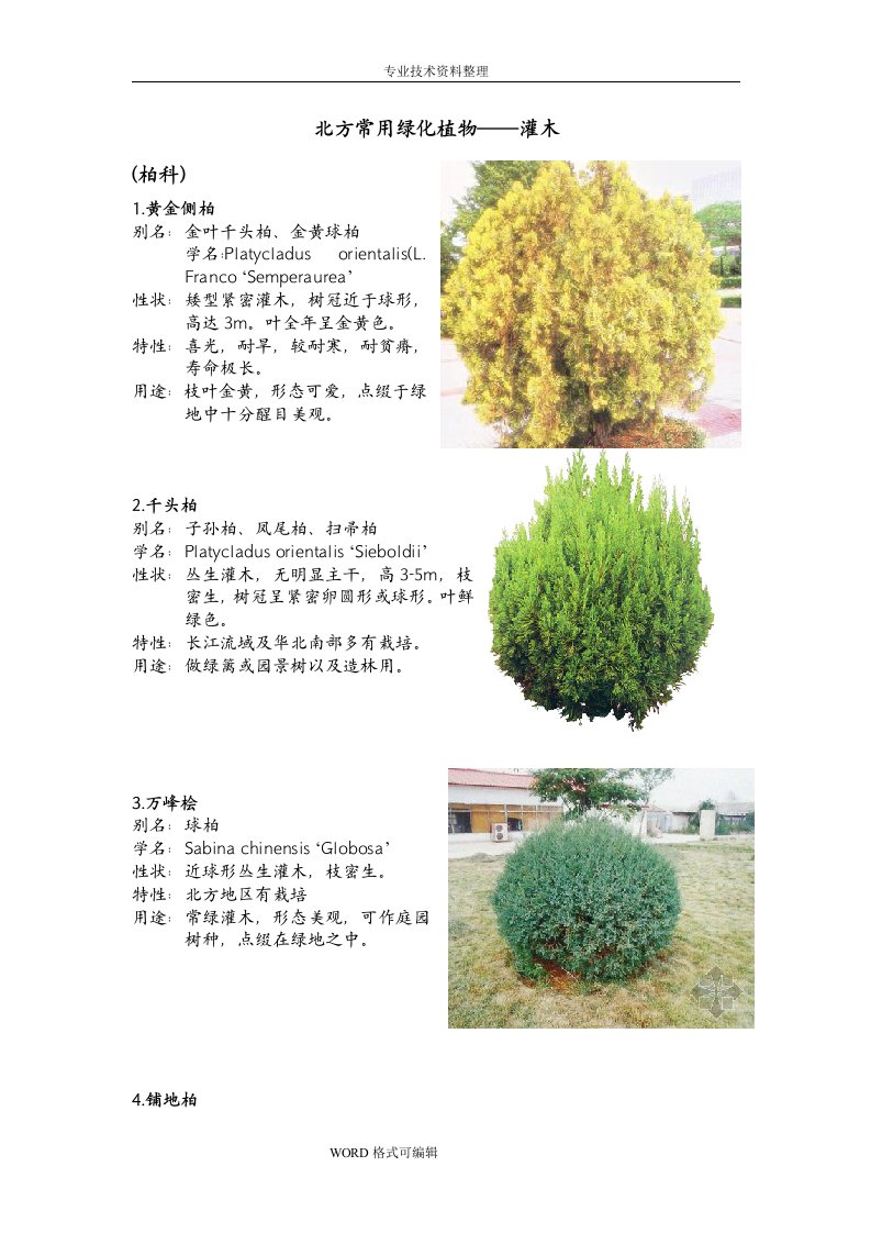 北方园林绿化常用植物-灌木