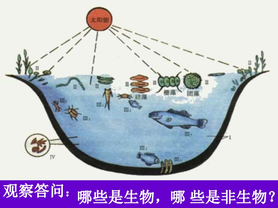 地球表层生物和生物的生存环境