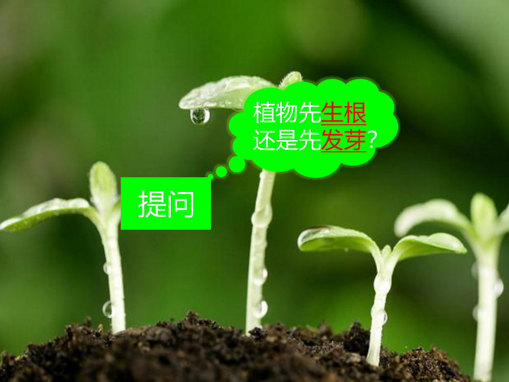 小学自然植物的根茎叶ppt课件