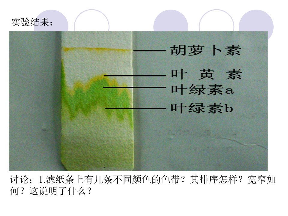 叶绿素提取实验