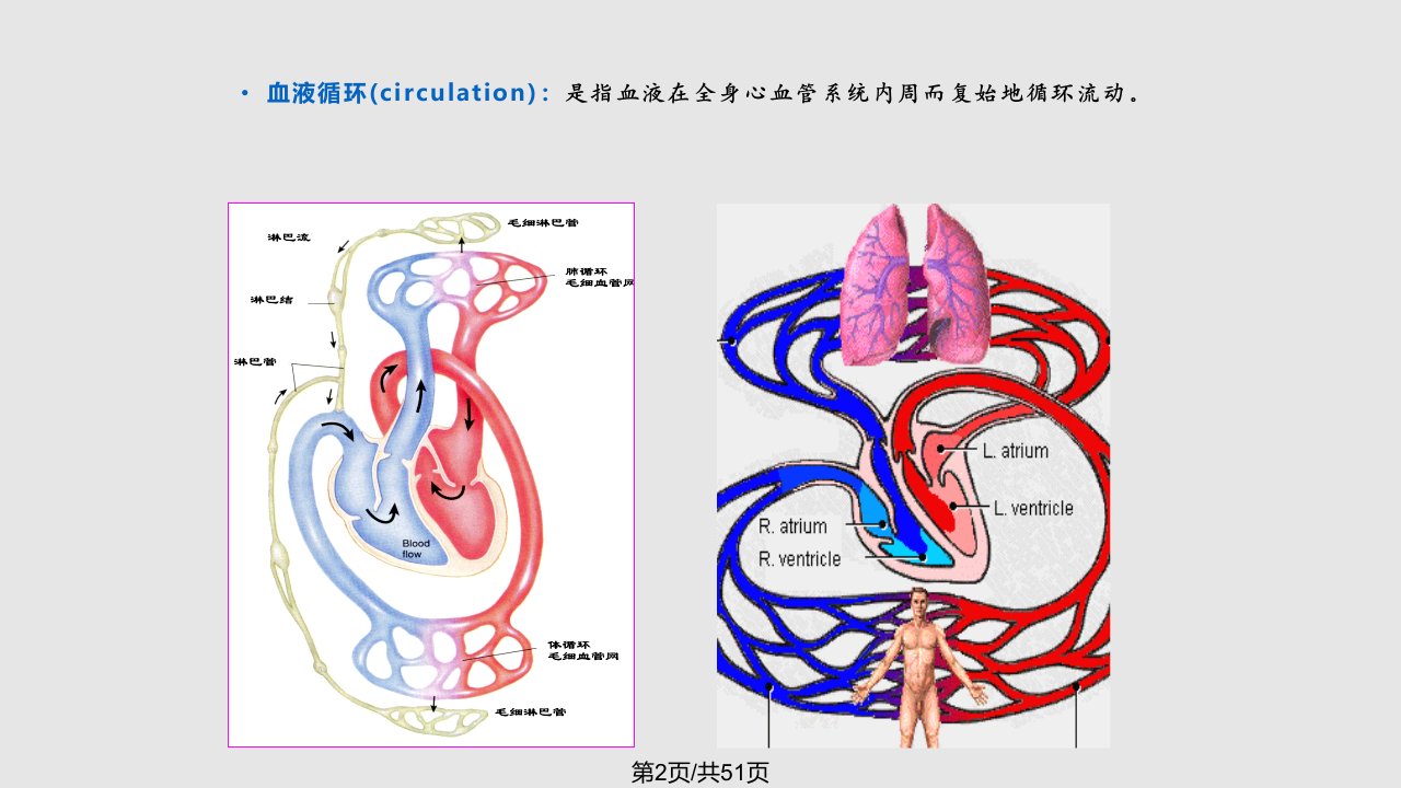 篇血液与循环