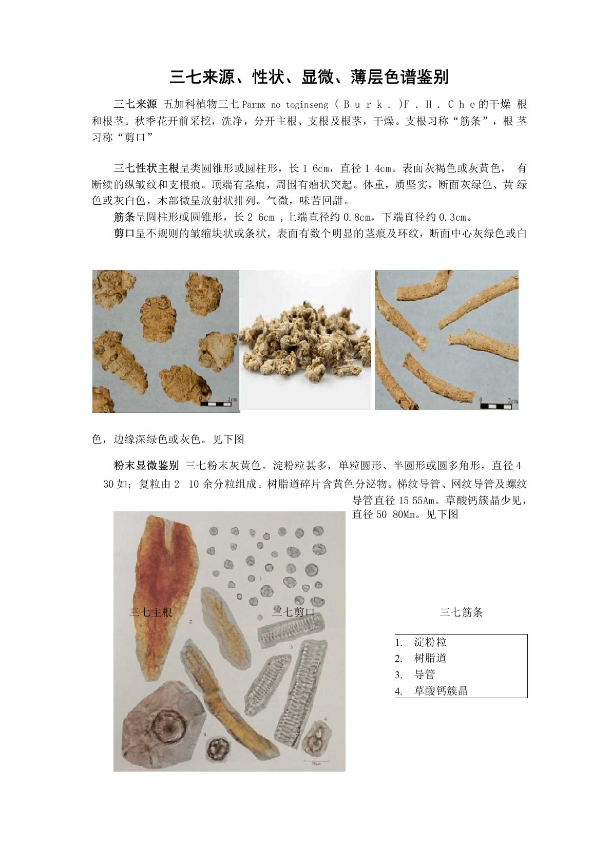 三七来源、性状、显微、薄层色谱鉴别