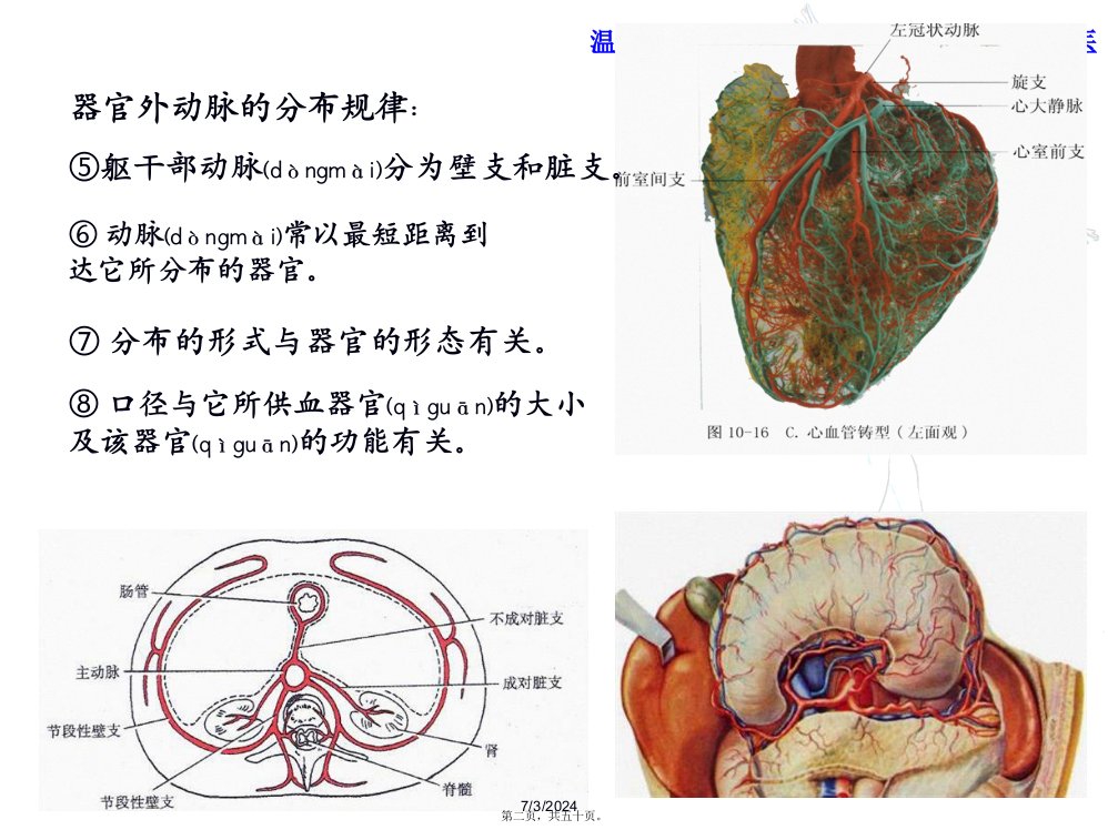 医学专题脉管系统动脉