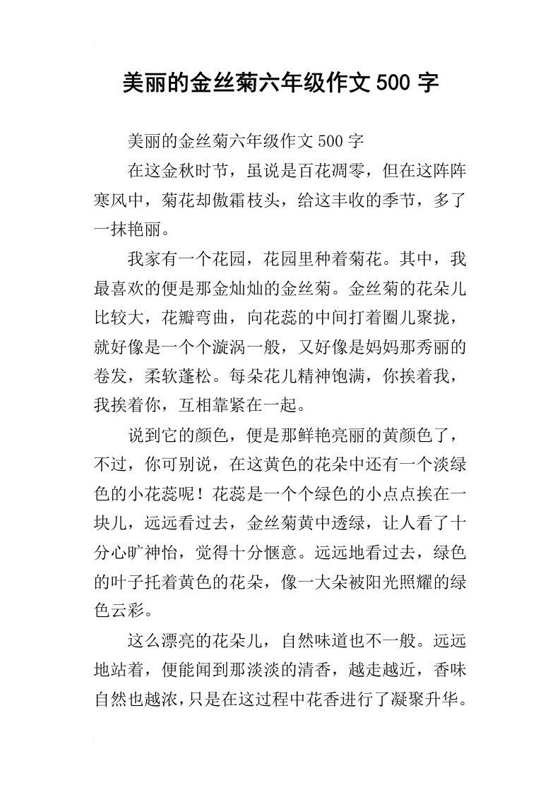 美丽的金丝菊六年级作文500字