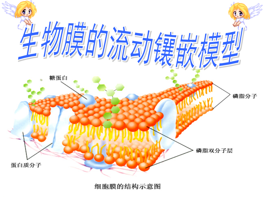 生物膜流动镶嵌模型PPT课件