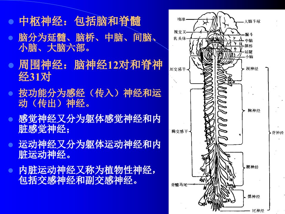 第十章神经系统第一节概述课件