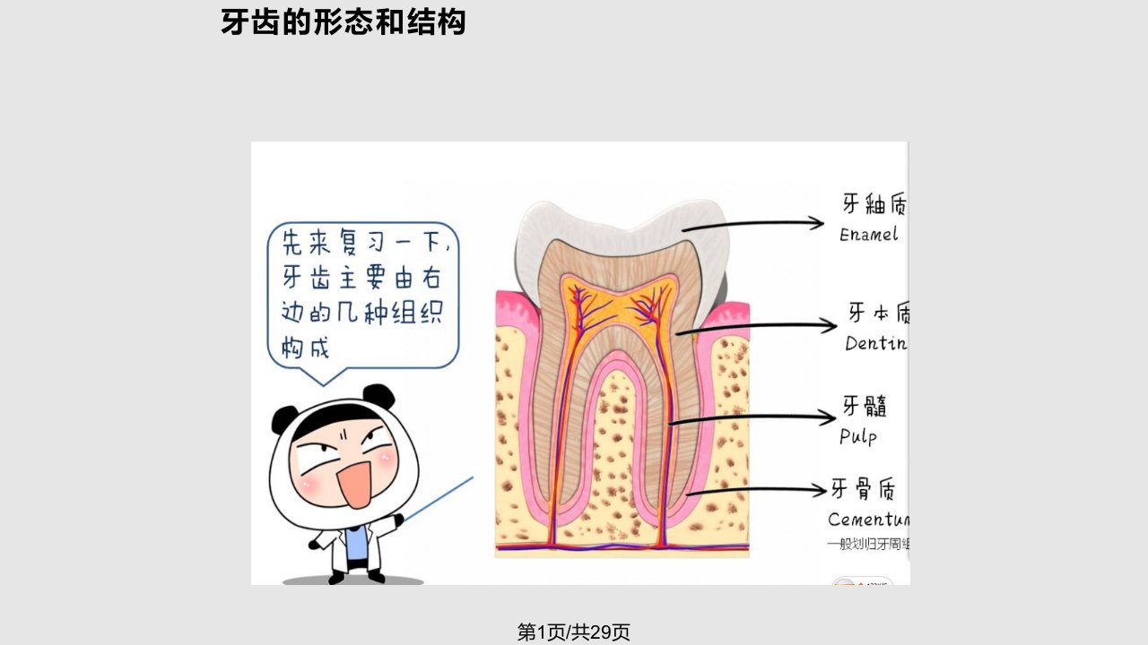 学会正确的刷牙PPT课件