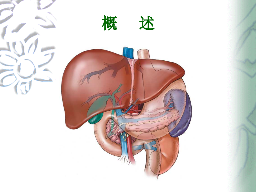 第十五章肝的生物化学-PPT文档资料