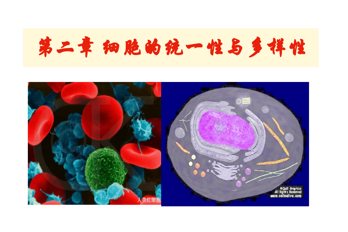 第二章+++细胞的基本知识ppt课件