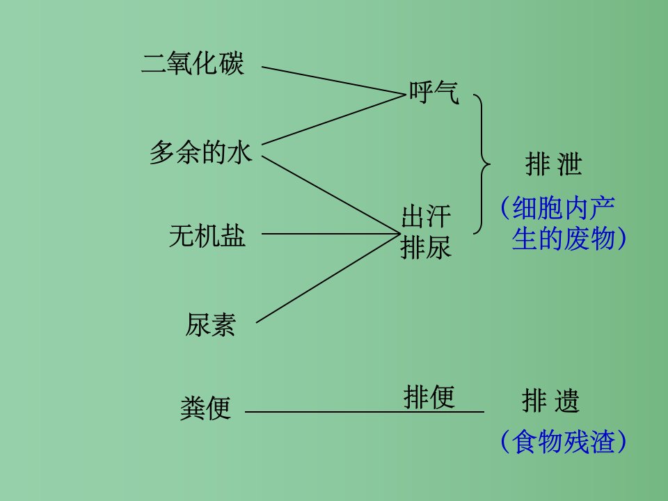 七年级生物下册《尿》课件