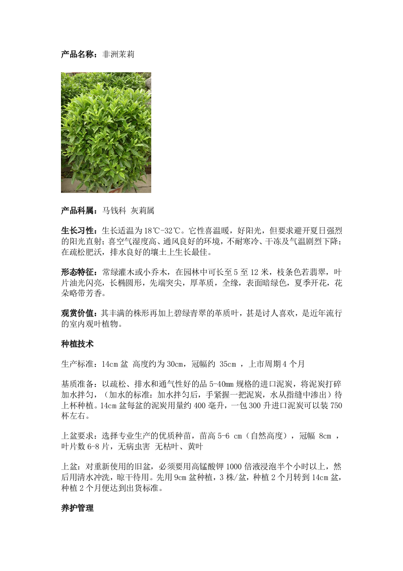 非洲茉莉的养殖方法与养护