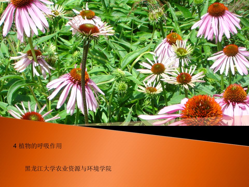 大学植物生理学经典课件04