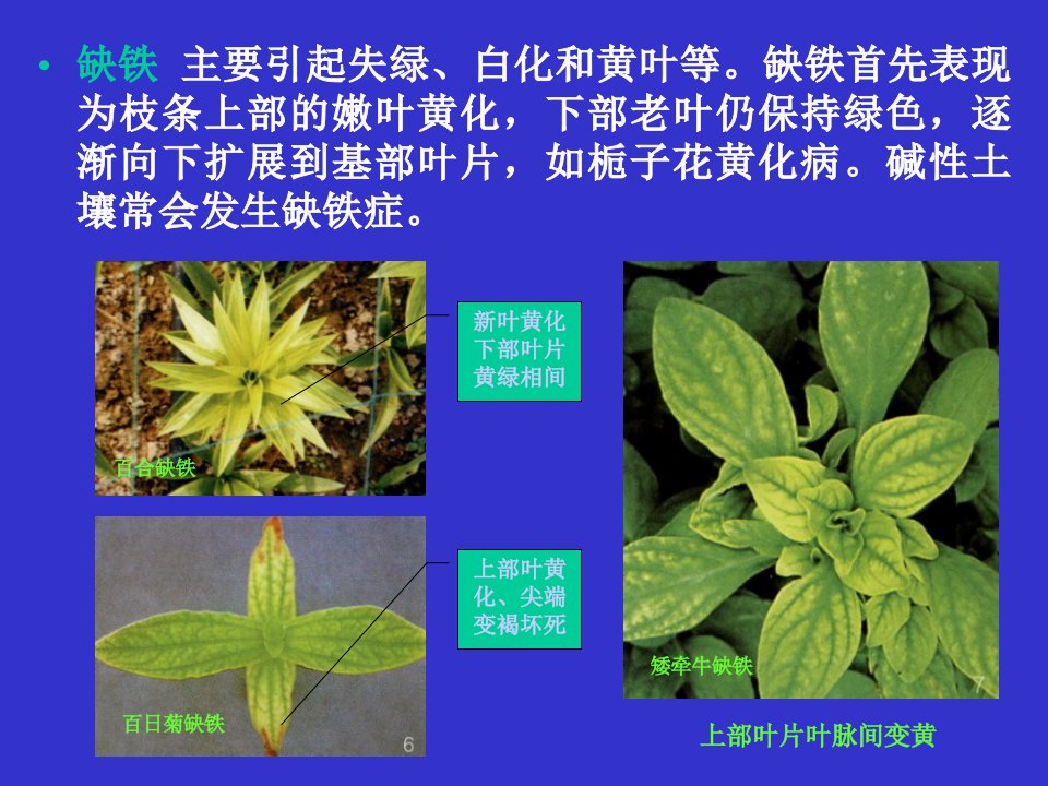 园林植物-缺素症图片