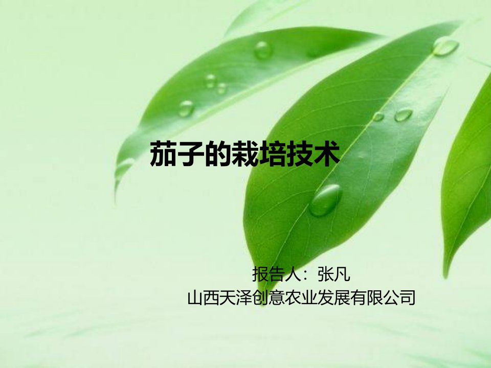 茄子栽培技术规程