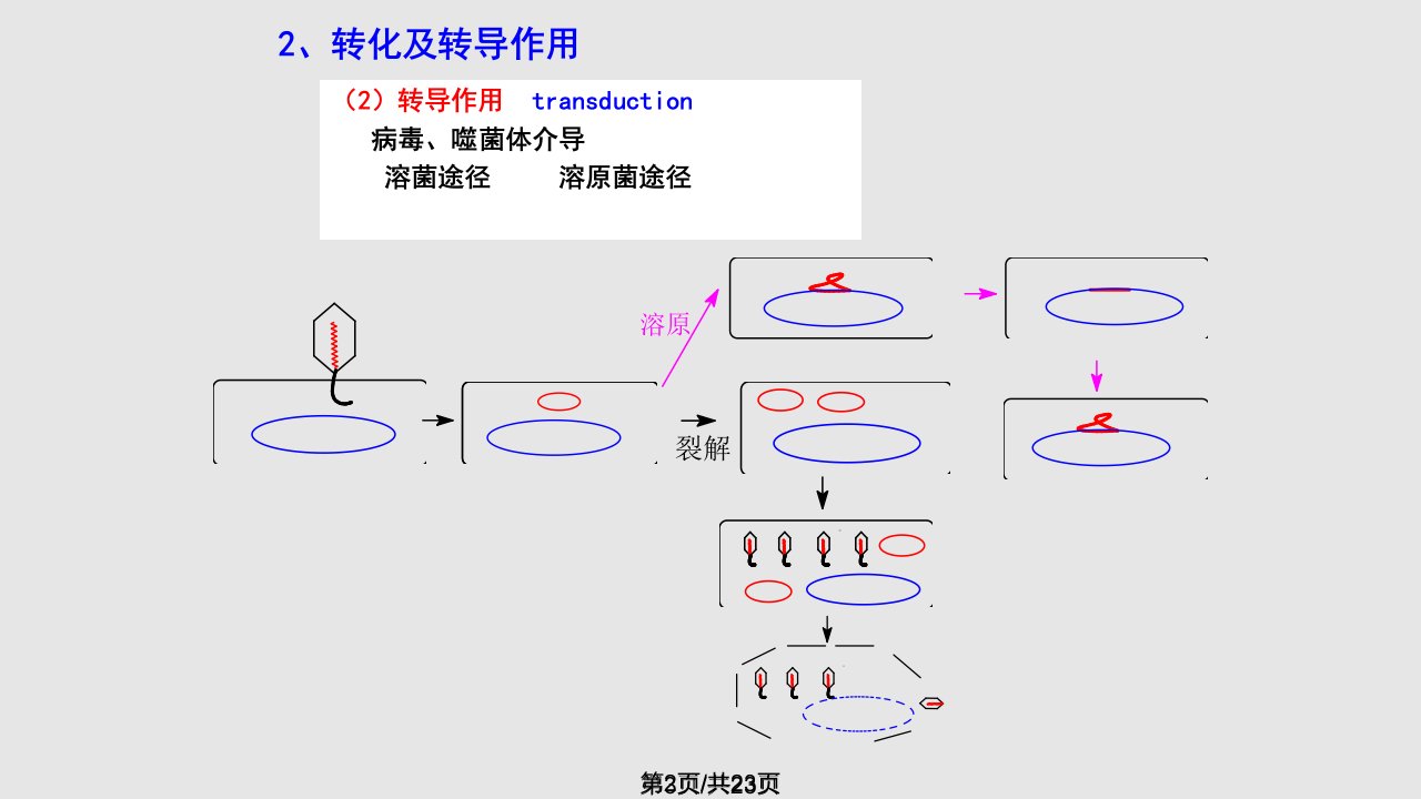 重组与基因工程